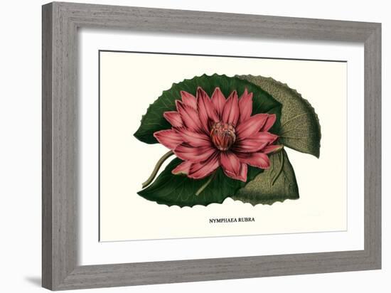 Crimson Water Lily-Louis Van Houtte-Framed Art Print