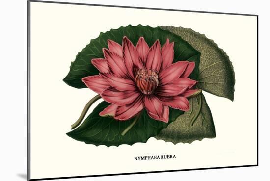 Crimson Water Lily-Louis Van Houtte-Mounted Art Print