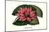 Crimson Water Lily-Louis Van Houtte-Mounted Art Print