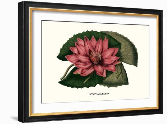 Crimson Water Lily-Louis Van Houtte-Framed Art Print