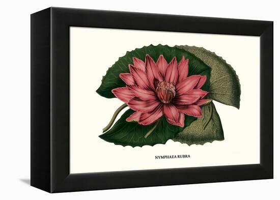 Crimson Water Lily-Louis Van Houtte-Framed Stretched Canvas