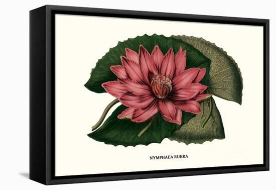 Crimson Water Lily-Louis Van Houtte-Framed Stretched Canvas