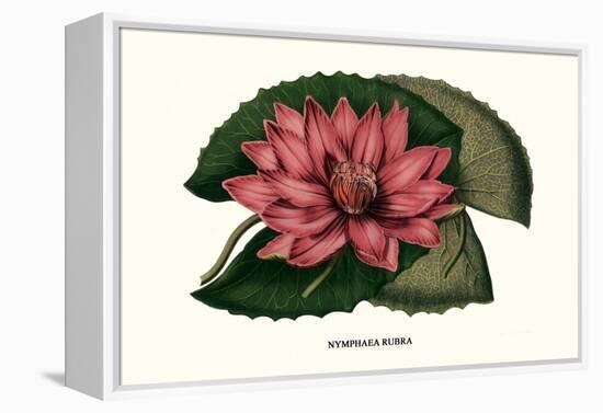 Crimson Water Lily-Louis Van Houtte-Framed Stretched Canvas