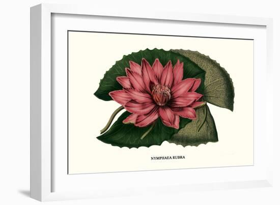 Crimson Water Lily-Louis Van Houtte-Framed Premium Giclee Print