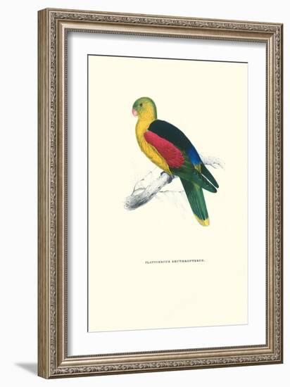 Crimson Winged Parakeet - Aprosmictus Erythropterus-Edward Lear-Framed Art Print