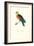 Crimson Winged Parakeet - Aprosmictus Erythropterus-Edward Lear-Framed Art Print