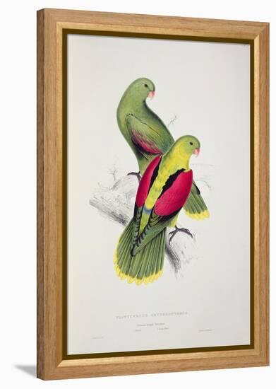 Crimson-Winged Parakeet-Edward Lear-Framed Premier Image Canvas