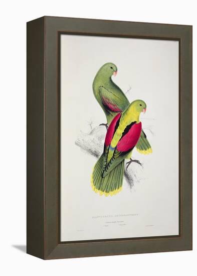 Crimson-Winged Parakeet-Edward Lear-Framed Premier Image Canvas