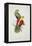 Crimson-Winged Parakeet-Edward Lear-Framed Premier Image Canvas