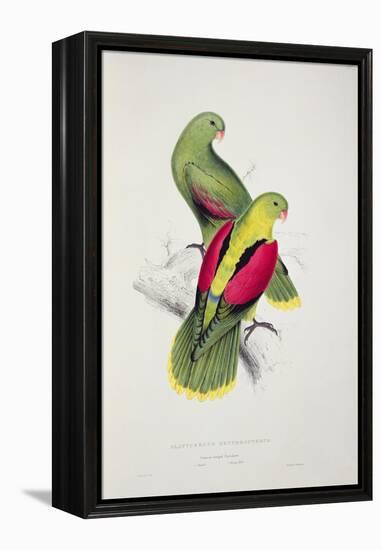 Crimson-Winged Parakeet-Edward Lear-Framed Premier Image Canvas