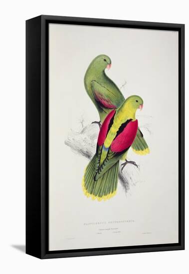 Crimson-Winged Parakeet-Edward Lear-Framed Premier Image Canvas