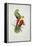 Crimson-Winged Parakeet-Edward Lear-Framed Premier Image Canvas