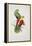 Crimson-Winged Parakeet-Edward Lear-Framed Premier Image Canvas