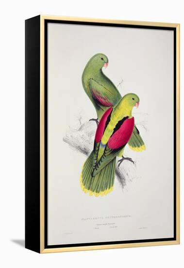 Crimson-Winged Parakeet-Edward Lear-Framed Premier Image Canvas