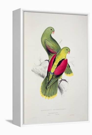 Crimson-Winged Parakeet-Edward Lear-Framed Premier Image Canvas