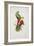 Crimson-Winged Parakeet-Edward Lear-Framed Giclee Print