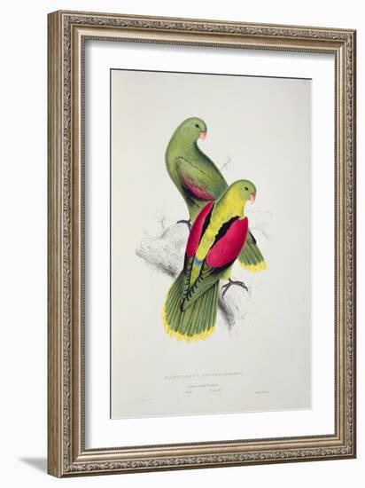 Crimson-Winged Parakeet-Edward Lear-Framed Giclee Print