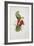 Crimson-Winged Parakeet-Edward Lear-Framed Giclee Print