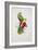 Crimson-Winged Parakeet-Edward Lear-Framed Giclee Print