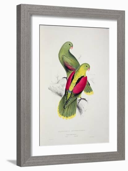 Crimson-Winged Parakeet-Edward Lear-Framed Giclee Print