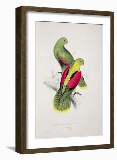 Crimson-Winged Parakeet-Edward Lear-Framed Giclee Print