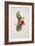 Crimson-Winged Parakeet-Edward Lear-Framed Giclee Print