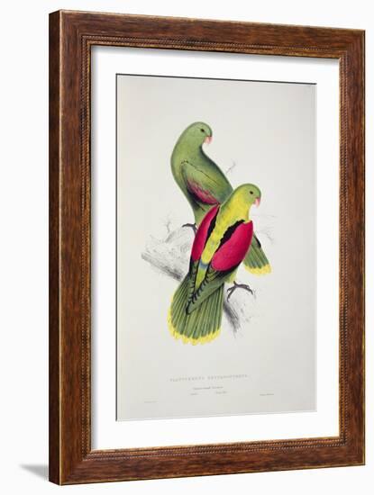 Crimson-Winged Parakeet-Edward Lear-Framed Giclee Print