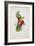 Crimson-Winged Parakeet-Edward Lear-Framed Giclee Print