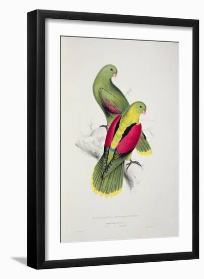 Crimson-Winged Parakeet-Edward Lear-Framed Giclee Print