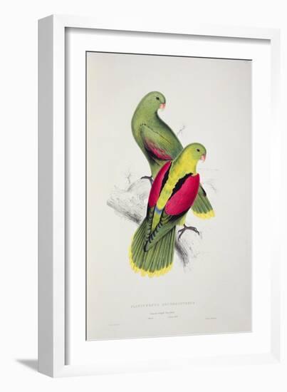 Crimson-Winged Parakeet-Edward Lear-Framed Giclee Print