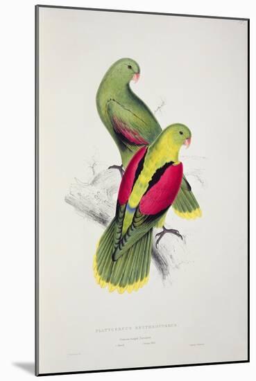 Crimson-Winged Parakeet-Edward Lear-Mounted Giclee Print