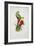 Crimson-Winged Parakeet-Edward Lear-Framed Giclee Print