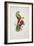 Crimson-Winged Parakeet-Edward Lear-Framed Giclee Print