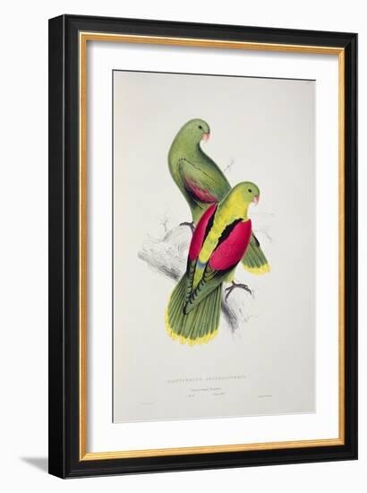 Crimson-Winged Parakeet-Edward Lear-Framed Giclee Print