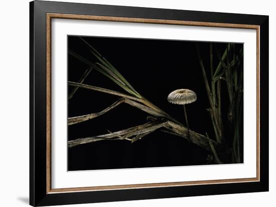 Crinipellis Scabella (Hairy Parachute)-Paul Starosta-Framed Photographic Print