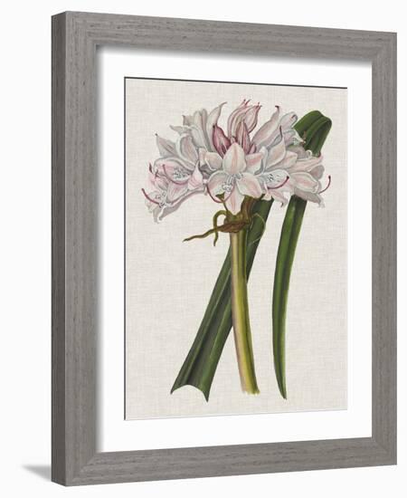 Crinium Lily I-Naomi McCavitt-Framed Art Print