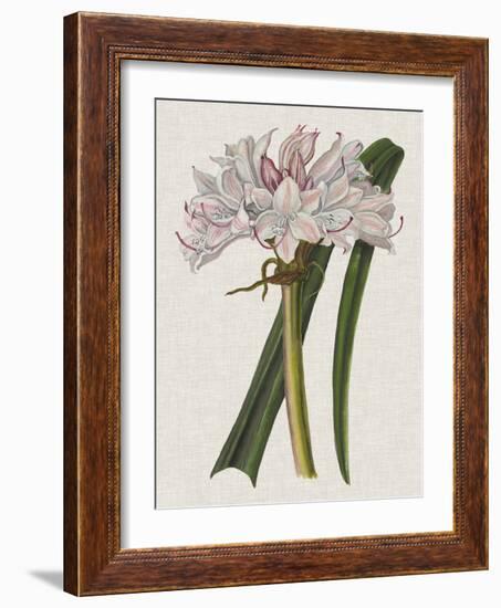 Crinium Lily I-Naomi McCavitt-Framed Art Print