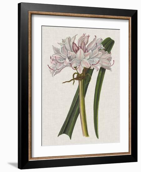 Crinium Lily I-Naomi McCavitt-Framed Art Print