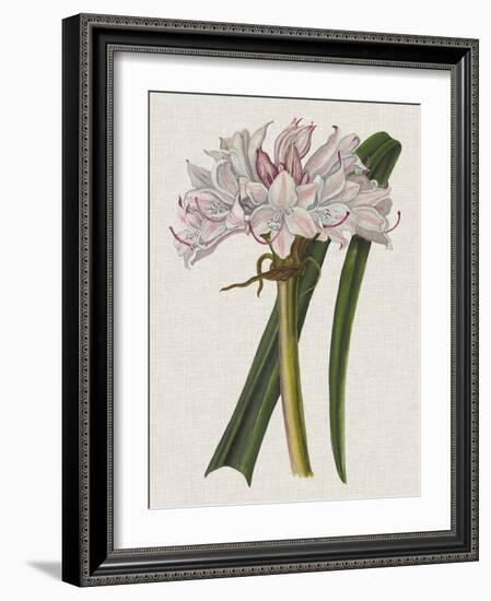 Crinium Lily I-Naomi McCavitt-Framed Art Print