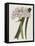 Crinium Lily I-Naomi McCavitt-Framed Stretched Canvas