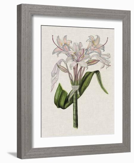 Crinium Lily II-Naomi McCavitt-Framed Art Print