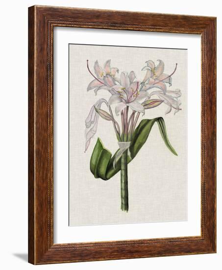 Crinium Lily II-Naomi McCavitt-Framed Art Print