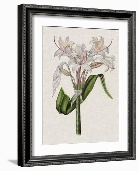 Crinium Lily II-Naomi McCavitt-Framed Art Print