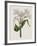 Crinium Lily II-Naomi McCavitt-Framed Art Print