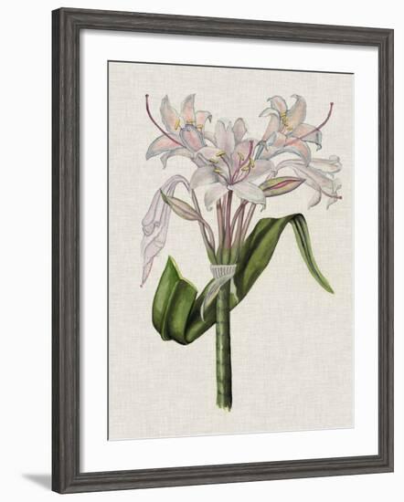 Crinium Lily II-Naomi McCavitt-Framed Art Print