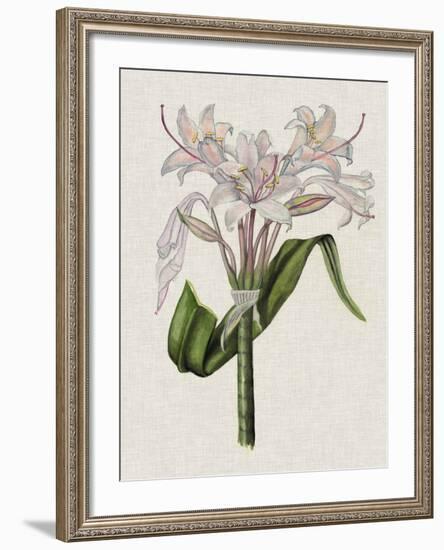 Crinium Lily II-Naomi McCavitt-Framed Art Print