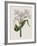 Crinium Lily II-Naomi McCavitt-Framed Art Print