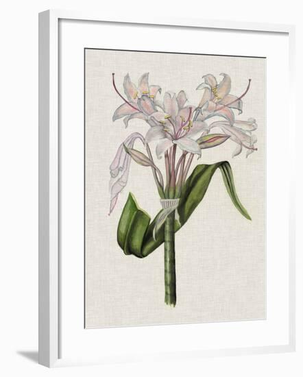 Crinium Lily II-Naomi McCavitt-Framed Art Print