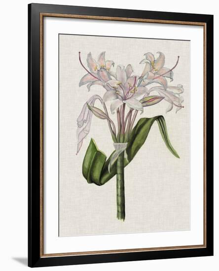 Crinium Lily II-Naomi McCavitt-Framed Art Print