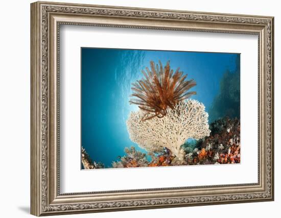 Crinoid (Comanthina) on a Small Table Coral, Raja Ampat, West Papua, Indonesia-Reinhard Dirscherl-Framed Photographic Print